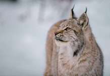 Lynx raises $27m to enhance healthcare payment solutions