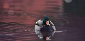 Duck Creek Technologies, a leading provider of intelligent solutions for the property and casualty (P&C) and general insurance industry, has announced a strategic partnership with Worldpay to enhance payment processing capabilities for insurers.