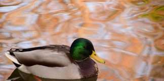 Duck Creek Technologies, a global provider of intelligent solutions for property and casualty (P&C) and general insurance, has launched a comprehensive ecosystem tailored for the global insurance industry.