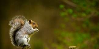 Moneyhub and Money Squirrel partner to enhance Open Banking for SMEs Moneyhub and Money Squirrel partner to enhance Open Banking for SMEs