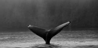 Cybersecurity firm Whalebone raises €13.35m to expand global footprint Cybersecurity firm Whalebone raises €13.35m to expand global footprint