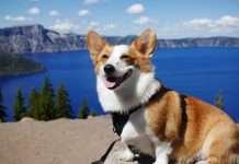 Napo raises €14.4m to revolutionise pet insurance with AI and automation Napo raises €14.4m to revolutionise pet insurance with AI and automation