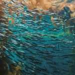 Sardine bets on foundation models to outpace fraud rings