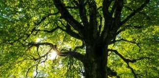 Climate policy AI platform Maiven raises £1.5m to support global regulatory compliance