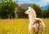 FinTech Alpaca lands $52m in Series C as it scales brokerage tech across global markets FinTech Alpaca lands $52m in Series C as it scales brokerage tech across global markets
