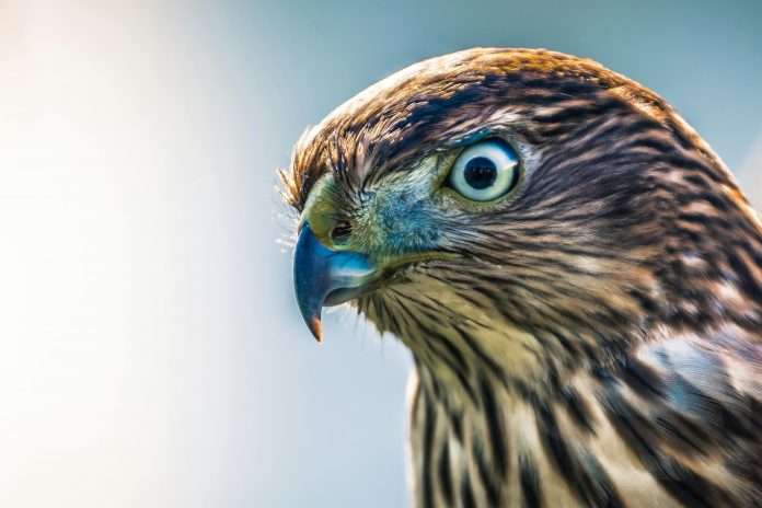 pexels-brett-sayles-1629989 Hawk