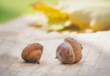 RYZE Claim Solutions, a national claims management provider, has acquired Acorn Claims, a Missouri-based firm known for its specialisation in daily and catastrophe claims services across the US.