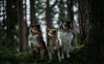 Cerby bags $40m Series B to protect disconnected apps across global enterprises Cerby bags $40m Series B to protect disconnected apps across global enterprises