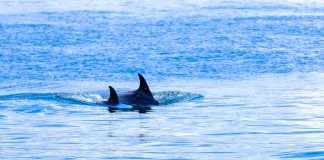 Orca Security expands CNAPP leadership with Opus acquisition and AI remediation push Orca