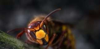 Hornetsecurity joins Proofpoint in major cybersecurity acquisition