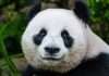 Panda Remit taps dLocal to drive faster cross-border remittances across Africa