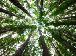 How ESG fund names influence EU investments