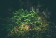 Klarna backs bold climate tech with $1.25m green fund Klarna backs bold climate tech with $1.25m green fund