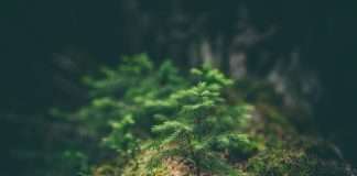 Klarna backs bold climate tech with $1.25m green fund