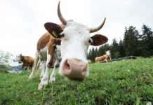 Cowbell, a US-based cyber insurance provider for SMEs and middle-market companies, has partnered with Zurich North America to launch Zurich Select Plus, a modular multi-line insurance product available through the E&S channel.