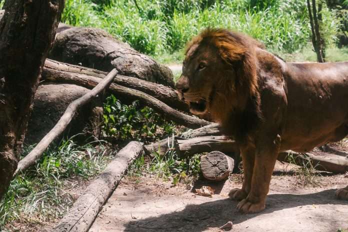 Sokin, a global payments and foreign exchange provider, has officially been named the Official Global Payments Partner of the Qatar Airways British & Irish Lions Men’s Tour to Australia 2025.