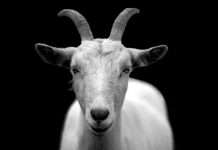 GOAT Insurance acquires IGG Insurance to expand UK commercial insurance GOAT Insurance has acquired IGG Insurance’s entire book of business as part of its strategy to expand in the UK commercial insurance market.