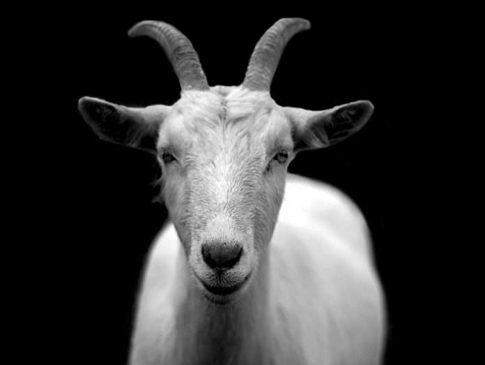 GOAT Insurance has acquired IGG Insurance’s entire book of business as part of its strategy to expand in the UK commercial insurance market. GOAT Insurance has acquired IGG Insurance’s entire book of business as part of its strategy to expand in the UK commercial insurance market.
