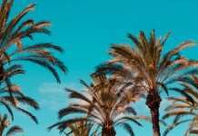 Egypt’s FinTech PALM secures 7-figure pre-seed round