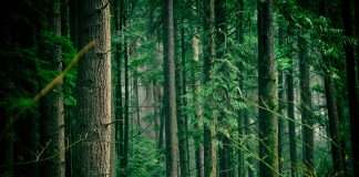 Culture and climate shape ESG leadership in exchanges