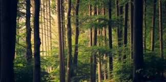 Why logistic models matter in climate risk planning