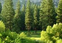 Measuring ESG impact with smarter attribution models Measuring ESG impact with smarter attribution models