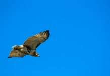 Hawk’s AI boosts instant fraud prevention