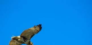 Hawk’s AI boosts instant fraud prevention Hawk’s AI boosts instant fraud prevention