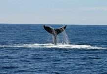 Cover Whale, a US-based InsurTech specialising in connected insurance for the commercial auto sector, has secured $40m in equity funding from Morgan Stanley Expansion Capital.