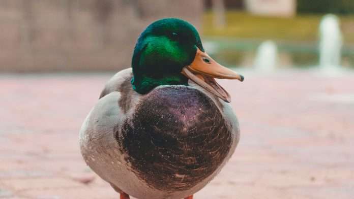 Duck Creek Technologies has received five XCelent Advanced Technology 2025 awards from research and advisory firm Celent, recognising its cloud-based Policy Administration System (PAS) across North America, EMEA, and LATAM.