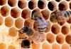AI-led insurer Honeycomb grows footprint via Trisura AI-led insurer Honeycomb grows footprint via Trisura
