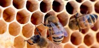 AI-led insurer Honeycomb grows footprint via Trisura AI-led insurer Honeycomb grows footprint via Trisura