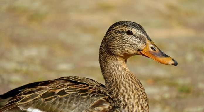 HDFC ERGO adopts Duck Creek SaaS for health insurance HDFC ERGO has become India’s first insurer to use Duck Creek’s cloud-native SaaS core solutions to design, underwrite and distribute health insurance products.