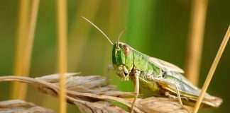 Digital bank Grasshopper secures $46.6m in new funding Grasshopper