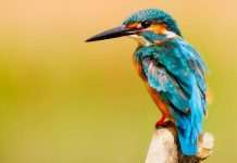 wildlife
