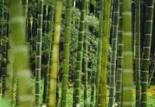 Accredited backs Bamboo Insurance’s new California product Bamboo Insurance, a California-based InsurTech provider of homeowners insurance, has entered into a partnership with Accredited, a specialty insurance platform, to expand protection for homeowners across the state.