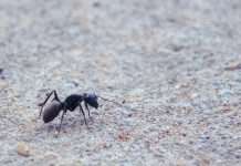 Ant International debuts AI SHIELD to boost AI security Ant