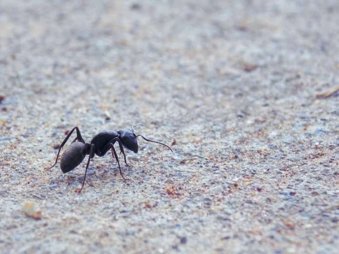Ant