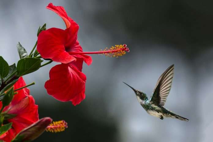 Hummingbird