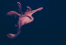 C1 Fund invests in Kraken to boost digital asset portfolio