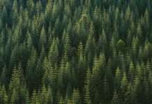 Measuring SDR funds’ exposure to the green economy Measuring SDR funds’ exposure to the green economy