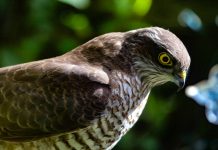 Falcon partners with Tech Mahindra to modernise banking systems Falcon, one of India’s fastest-growing cloud-native FinTech infrastructure companies, has partnered with Tech Mahindra to integrate its cloud-native payments platform with the firm’s ‘AI Delivered Right’ strategy, aiming to help banks modernise their infrastructure efficiently.