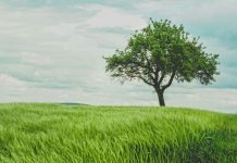 Net Purpose and SDI AOP unite to drive sustainable investing Net Purpose and SDI AOP unite to drive sustainable investing