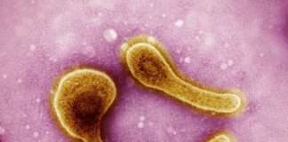 From cholera maps to Corlytics: data saving lives Corlytics