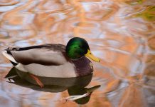 Zelis, a leading provider of healthcare technology solutions, has expanded its Zelis Advanced Payment Platform (ZAPP) into the property and casualty (P&C) insurance market through a strategic partnership with Duck Creek Technologies.