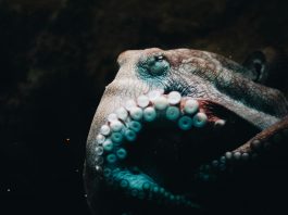 Kraken secures $800m to advance on-chain product roadmap Kraken secures $800m to advance on-chain product roadmap