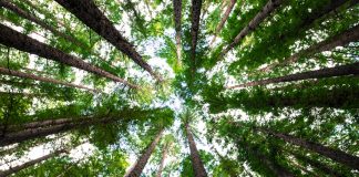 Worldpay launches sustainable payments feature with ekko