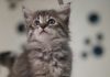 Trupanion rolls out adoption day pet insurance with Shelters United