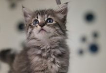 Trupanion rolls out adoption day pet insurance with Shelters United Trupanion rolls out adoption day pet insurance with Shelters United