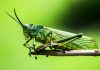 Enova agrees $369m acquisition of Grasshopper Bank